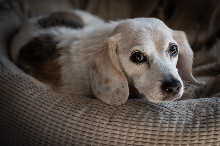 Beagle Bed