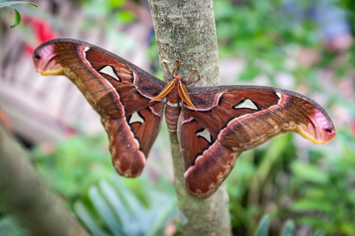 Atlas Moth