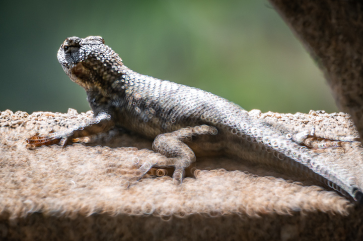 Bokeh Lizard