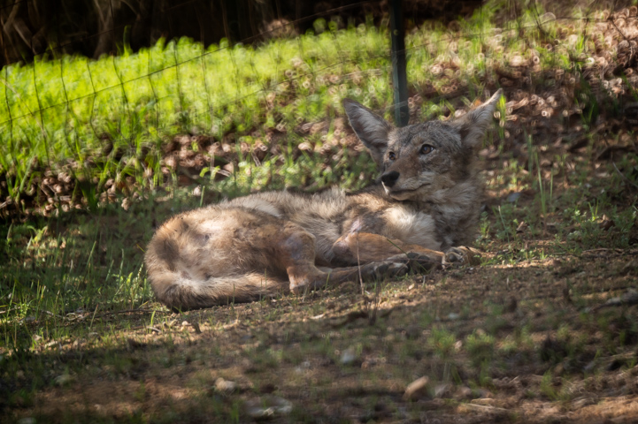 Coyote on the Hill