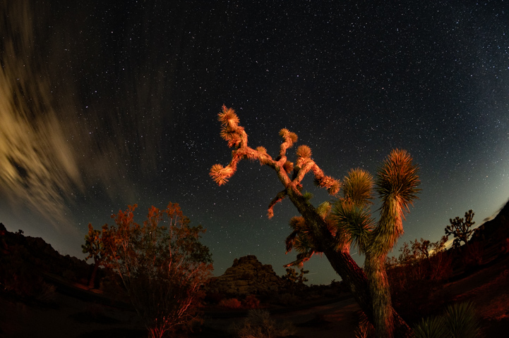 Joshua Tree
